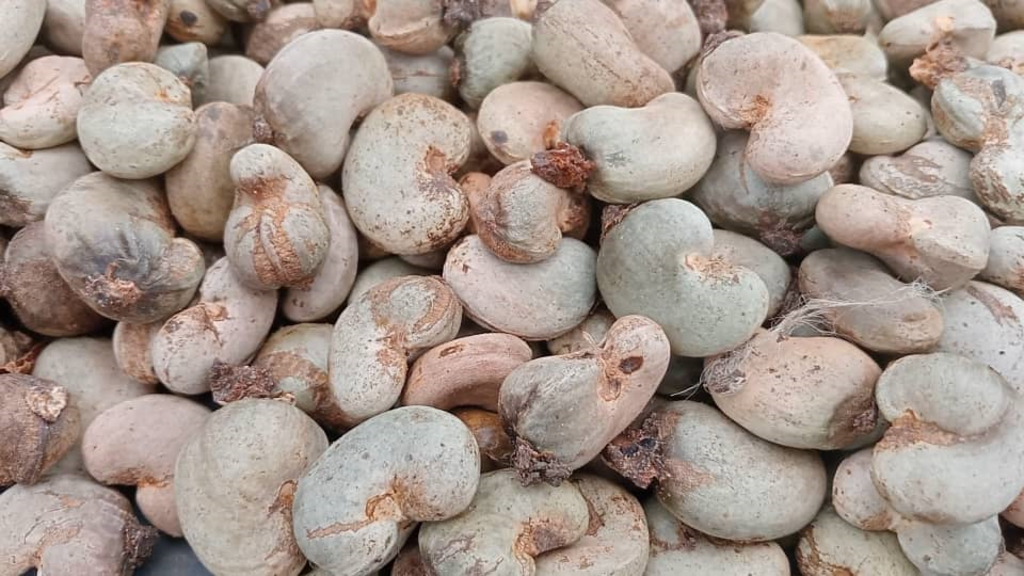 Erratic rainfall and poor farming practices blamed for poor cashew yield in Bounkani