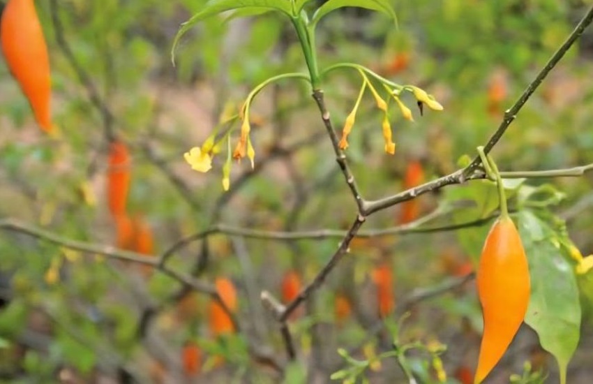 Iboga plant in Gabonese forest