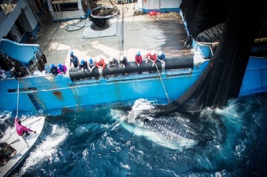 Tuna fishing in Gabonese waters