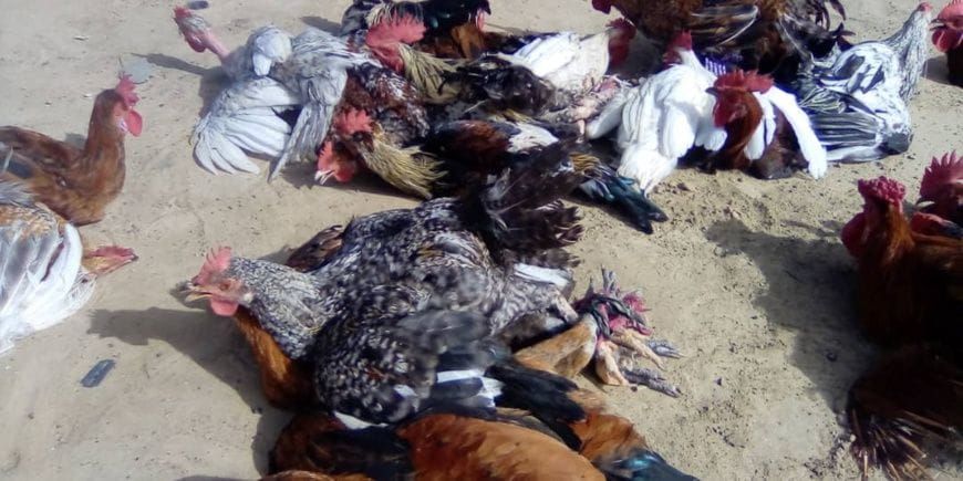 Ati poultry market in Chad